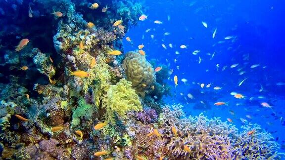 色彩斑斓的海底水下风景