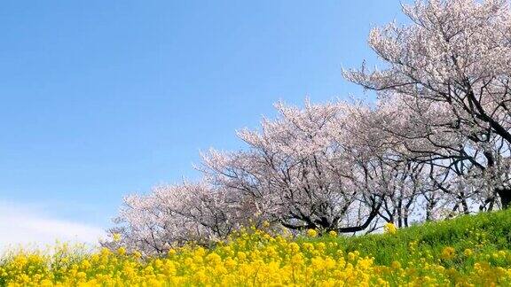 樱花盛开的风景