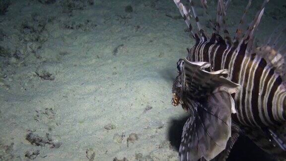 水下蝎子鱼的背景海洋景观在红海