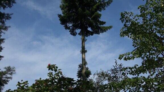 农村地区的一棵高大的树