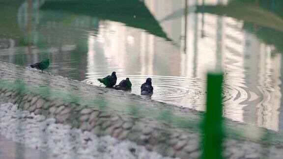 鸽子在湖里洗澡