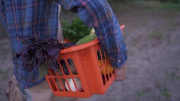 农夫拿着一篮子新鲜采摘的有机蔬菜