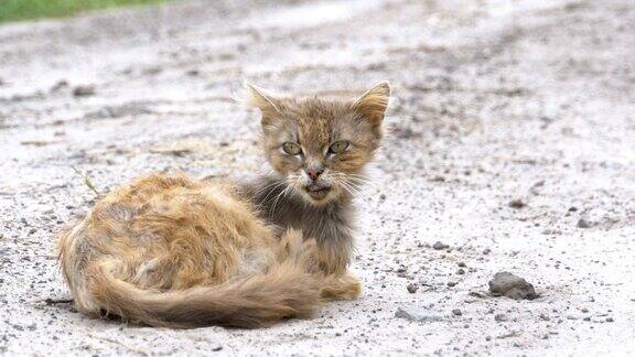 无家可归的灰色脏猫饥饿破旧和生病坐在乡村街道的乡村道路上