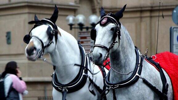 广场上两匹套着马具的白马