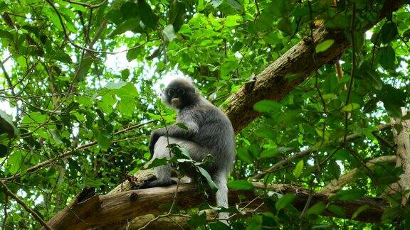 美丽的暗叶猴坐在热带雨林的树上