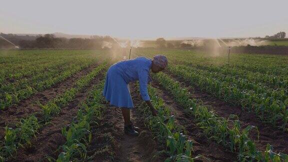 非洲黑人女农民使用数字平板电脑监测正在大规模蔬菜农场灌溉的玉米作物