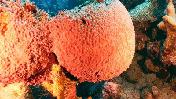 在库拉索岛周围的加勒比海珊瑚礁海景有地鲀珊瑚和海绵