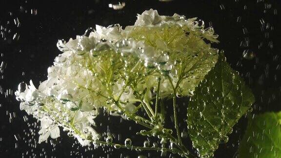 美丽的白色花与泡沫它在水下在黑色的背景