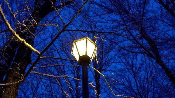 街灯在冬日公园里以结冰的树枝和雪花为背景