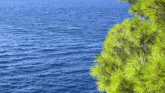 克罗地亚的海岸可以看到大海和苍翠的松树