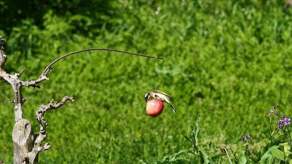 观鸟者拍摄的白头鹎吃苹果饲料的慢镜头