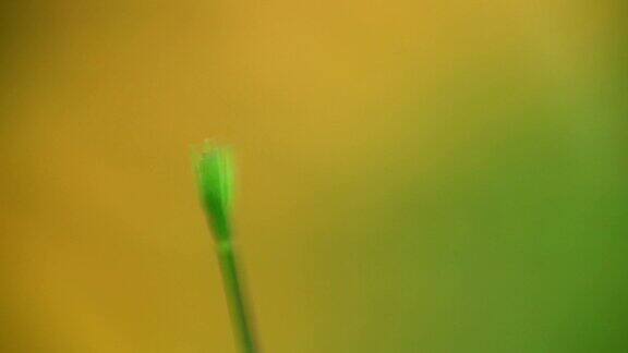 蜻蜓栖息在植物茎干绿色散科背景上