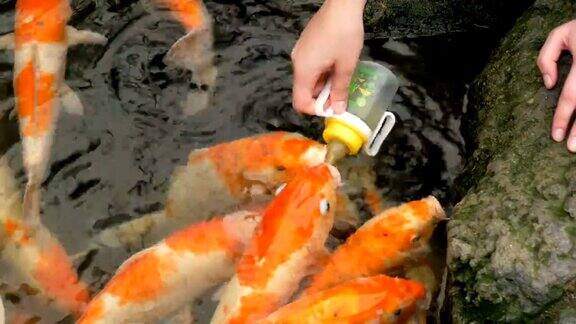 一只雌性的手正在喂食一瓶日本红鲤鱼