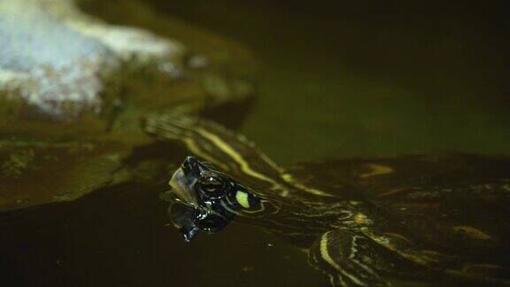 近距离的水龟