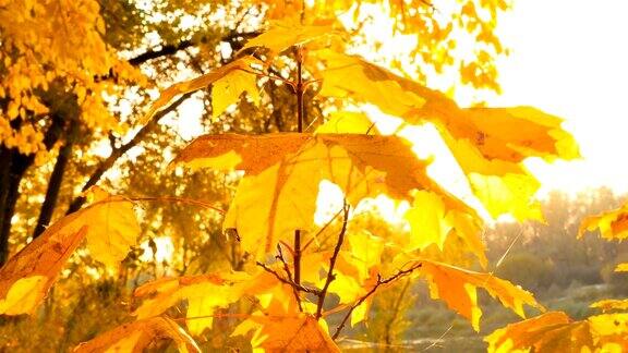 树上美丽的黄叶金色的秋天阳光穿过树叶