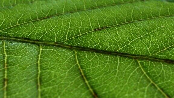 树叶的微距镜头纹理镜头有机植物和叶脉呈盘状运动