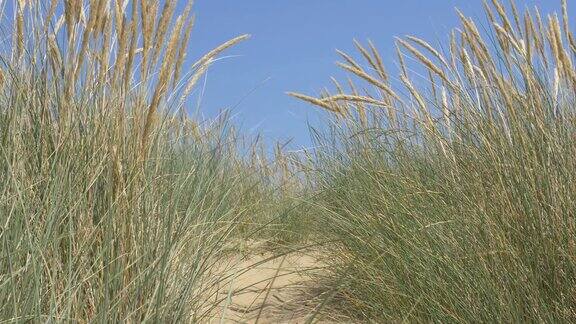 沙丘马兰草深蓝色的天空和大海副本的空间封锁