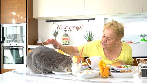 老妇人在厨房里喂肥猫