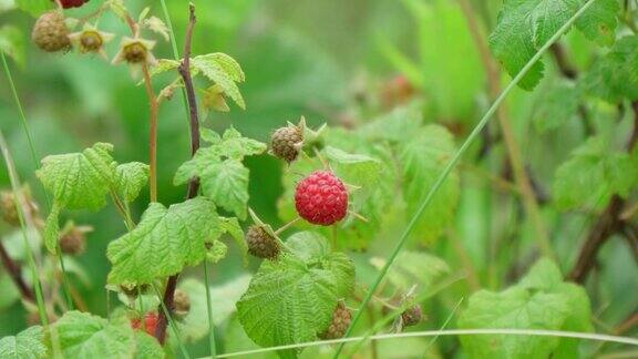 有机树莓夏天覆盆子丛上的新收获美味多汁的红色覆盆子垂直视频