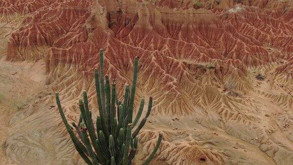 无人机拍摄的哥伦比亚沙漠地区的仙人掌