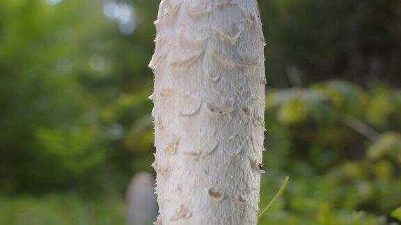 近距离观察爱沙尼亚的毛绒绒墨水帽蘑菇的孢子