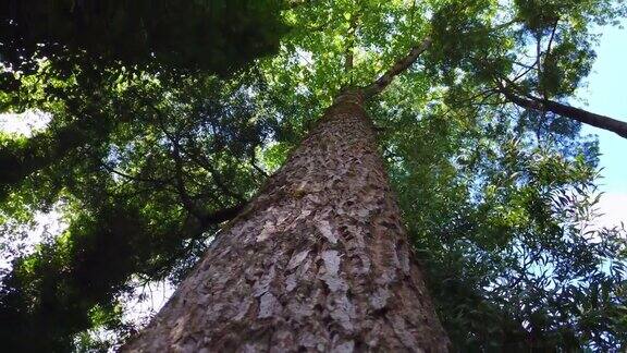 森林里的一棵大松树大树旋转低角度的观点