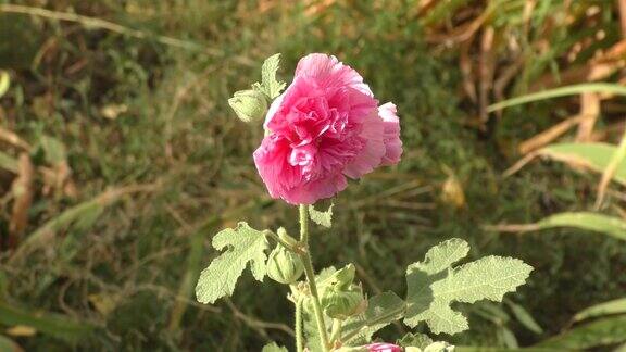 花stockrose(Lat或粉红色的毛巾草锦葵