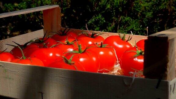 在木盒子里收获西红柿