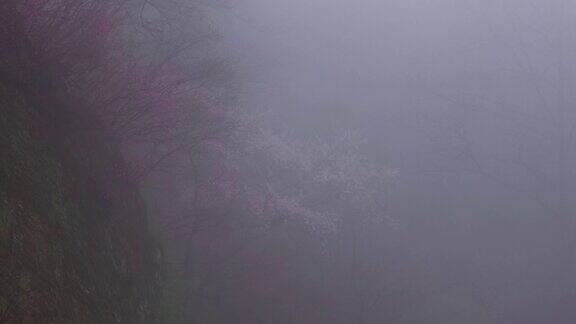 延时拍摄的雨林雾天