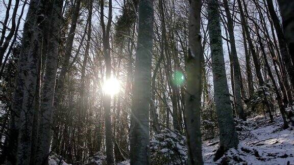 冬日森林中的日落