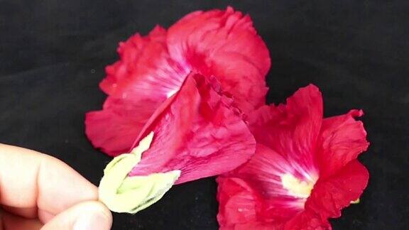 红色锦葵花
