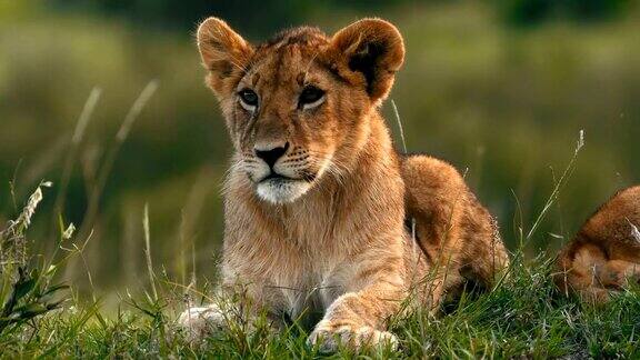 马赛马拉的一只小狮子正在为自己梳理毛发
