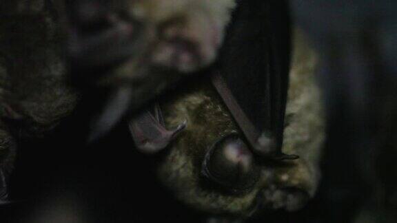 两只蝙蝠睡觉的微距镜头