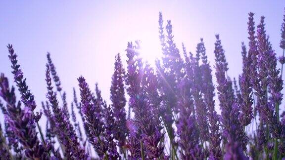 镜头光晕:夏日的阳光照亮了在薰衣草灌木周围飞舞的蜜蜂