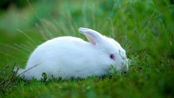 复活节可爱的白色兔子在绿色的背景下吃草和胡萝卜慢动作