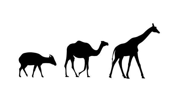 长颈鹿骆驼和邦戈羚羊的动画