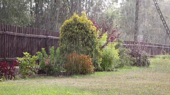 晴天下雨在背景植物中