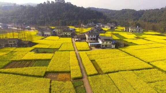 鸟瞰图美丽的春天中国农村村庄在盛开的油菜花田