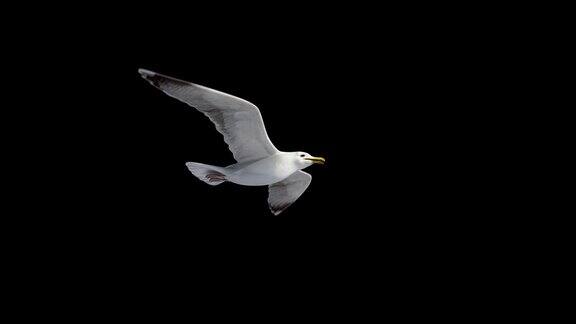 海鸥鸟飞行环阿尔法通道低角度拍摄