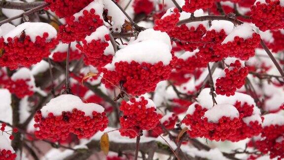 白雪覆盖的红色花丛中雪