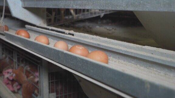 4K养殖业养鸡场工业化鸡蛋丰收工人收集鸡