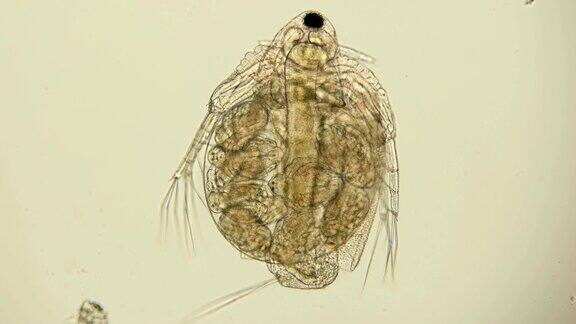 显微镜下的水蚤是一种浮游甲壳类动物