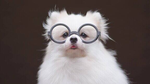 白色博美犬的肖像戴眼镜膝狗动物坐休闲放松的黑色背景