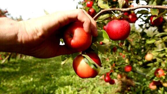 在果园采摘红苹果