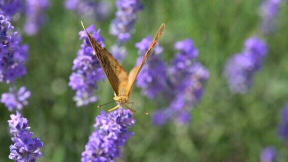 夏日里蝴蝶在薰衣草花上飞舞