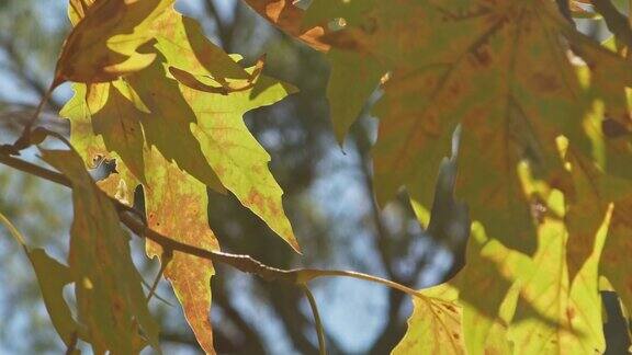 迎着太阳树上有黄叶的秋枝