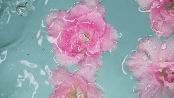 慢动作滴和美丽的玫瑰粉花在水在蓝色的背景