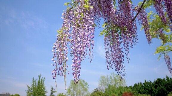 紫藤(wisteriasinensis)是紫藤属的木质、落叶、多年生攀缘藤本植物