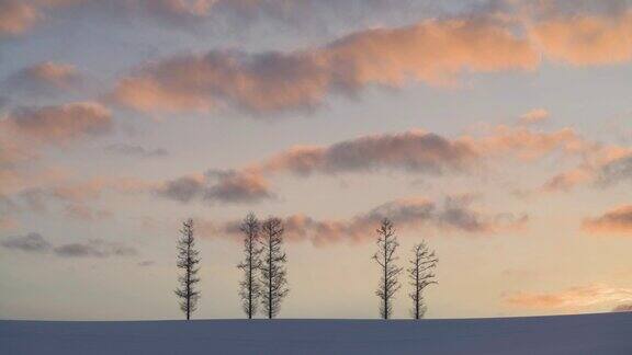 日本北海道北七山夕阳下的雪树
