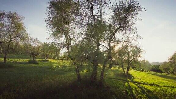 意大利托斯卡纳的橄榄树花园